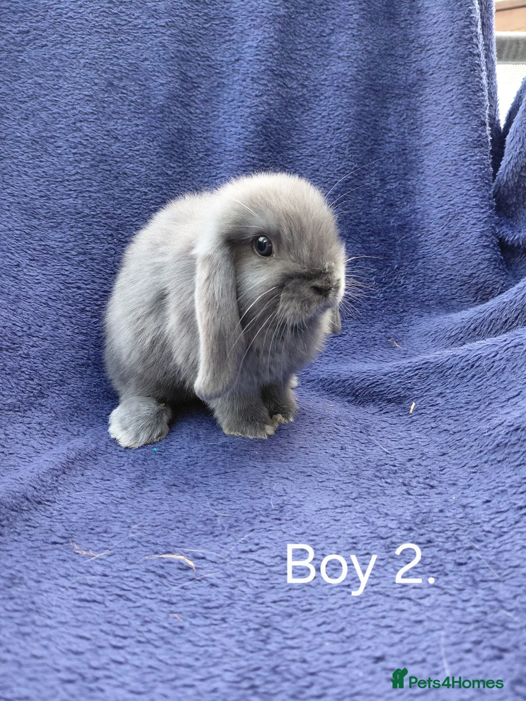 Mini Lop rabbits for sale: Mini lop babies  - Advert 5