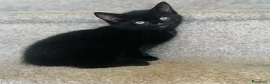 Black kitten