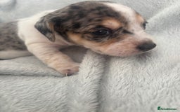 Mixed Breed dogs for sale: Unique mixed breed - Image 23