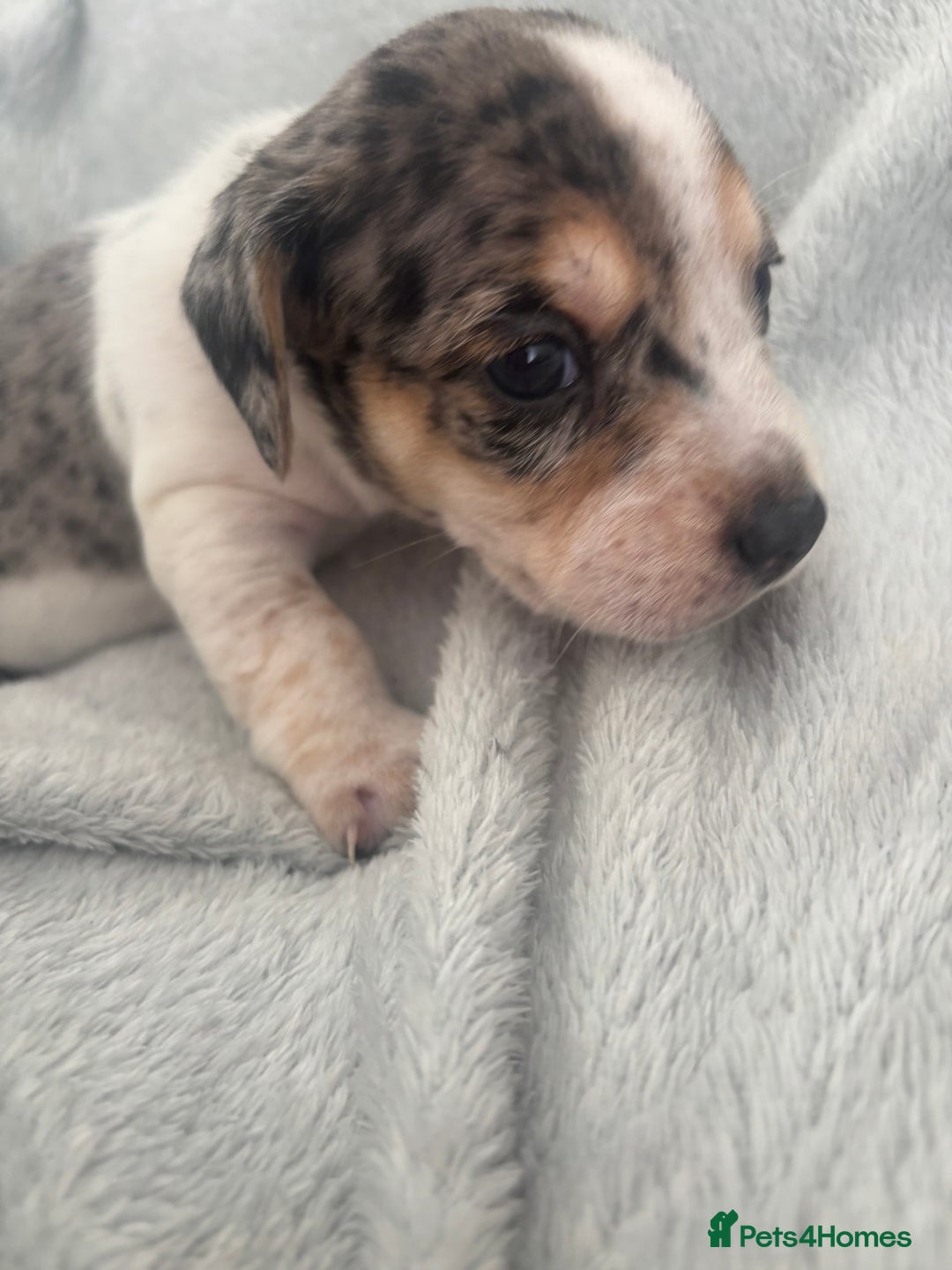 Mixed Breed dogs for sale: Unique mixed breed - Image 23