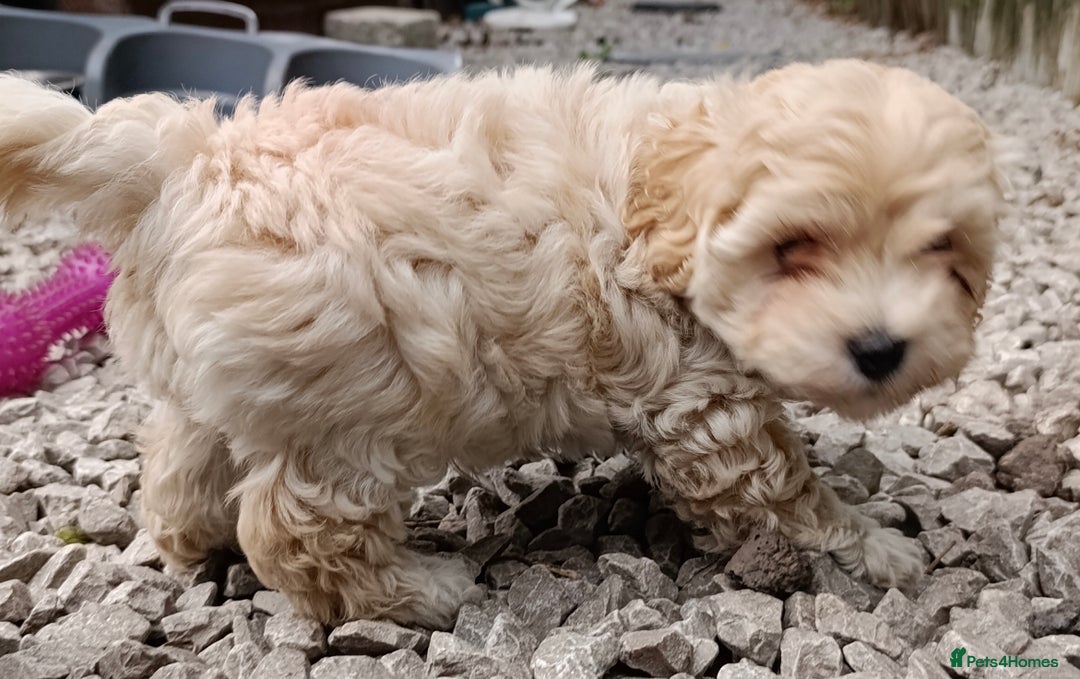 Maltipoo dogs for sale: Adorable Maltipoo Puppies, cream/red M&F - Image 12