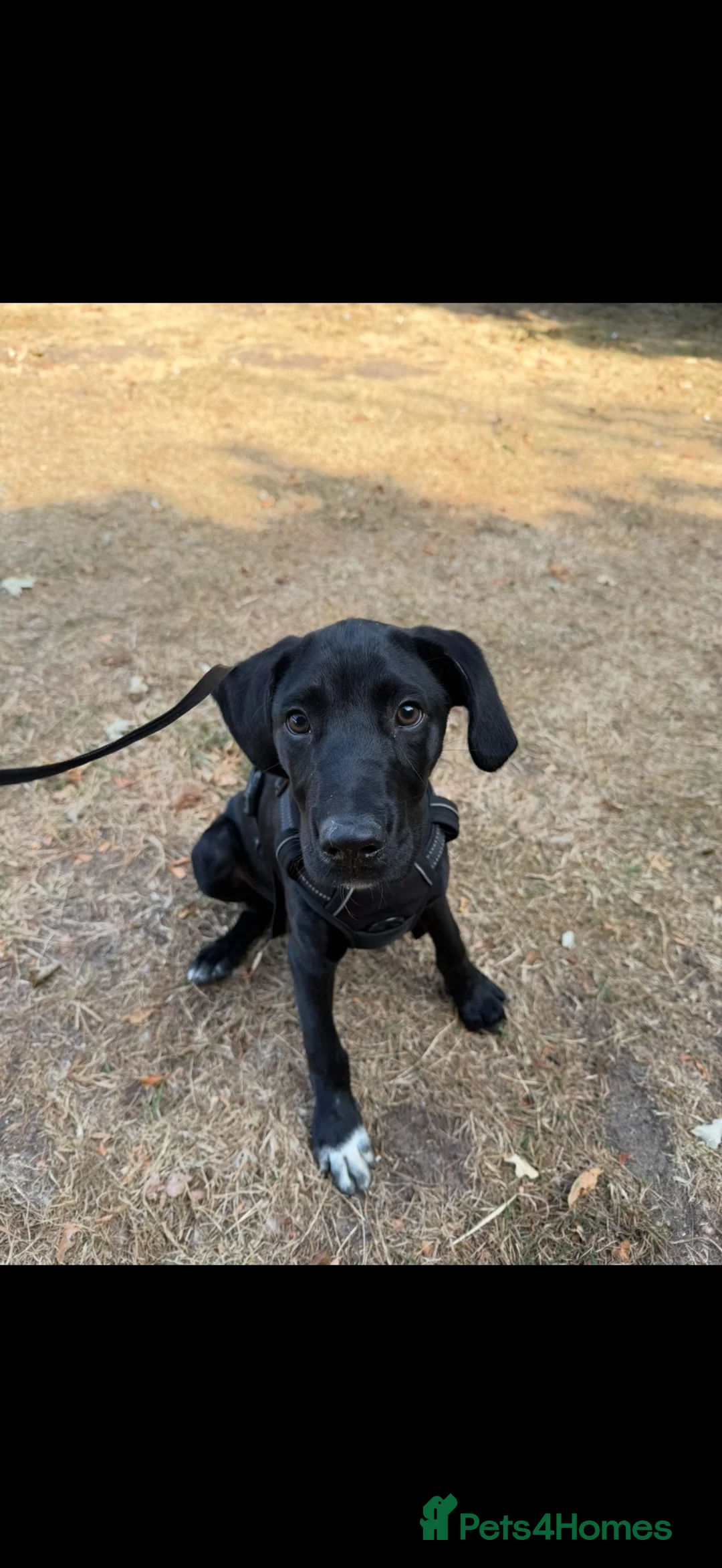 Mixed Breed dogs for sale: Regime Dalmador  - Advert 1