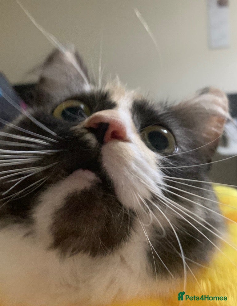 Mixed Breed cats [4 Yr Old] Mixed Looking For Forever Home - Advert 8