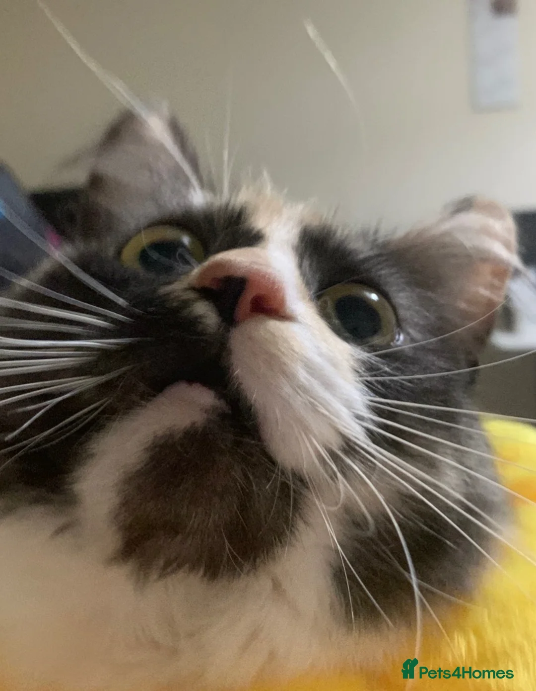 Mixed Breed cats for sale: [4 Yr Old] Mixed Looking For Forever Home - Advert 1