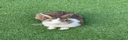 Dutch rabbits for sale: Dutch male in Barking - Advert 2