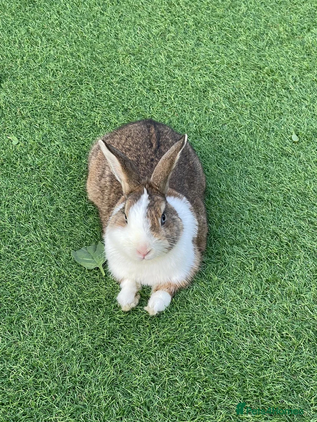 Dutch rabbits for sale: Dutch male in Barking - Advert 2