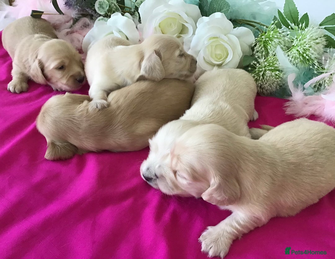 Miniature Dachshund dogs for sale: K.C Registered L/H Dachshund  - Image 10
