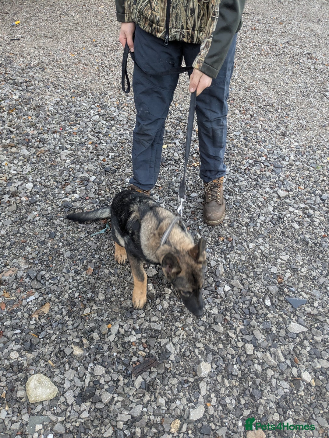 German Shepherd dogs for sale: German shepherd girl - Advert 5