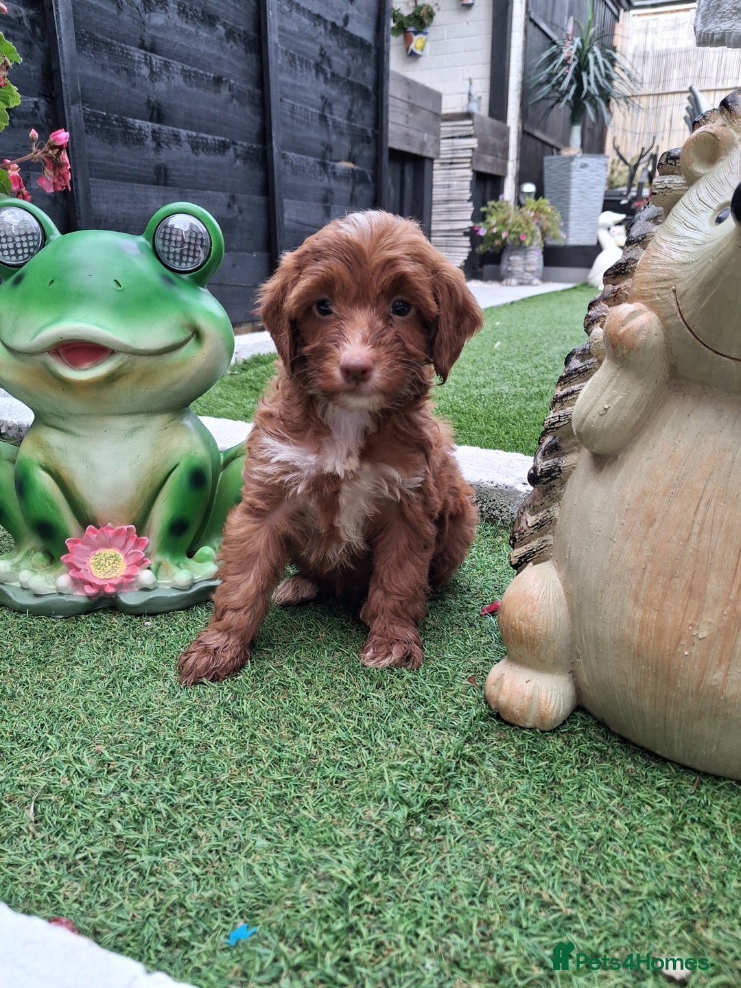 Cockapoo dogs for sale: ** BEAUTIFUL LITTER OF COCKAPOOS ** - Image 12