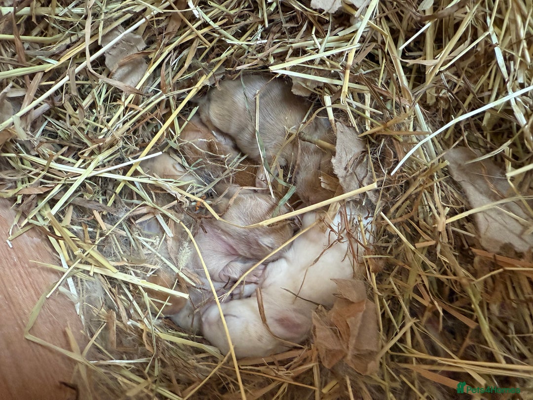 Lionhead rabbits for sale: Rabbits  - Advert 3