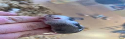 Mouse rodents for sale: Mice for sale  - Advert 3