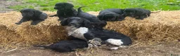 Mixed Breed dogs for sale: Golden Retriever x Springer Spaniel - Advert 9