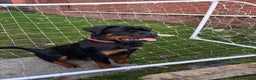 Rottweiler dogs for sale: Full pedigree KC registered ROTTWEILER  - Advert 8
