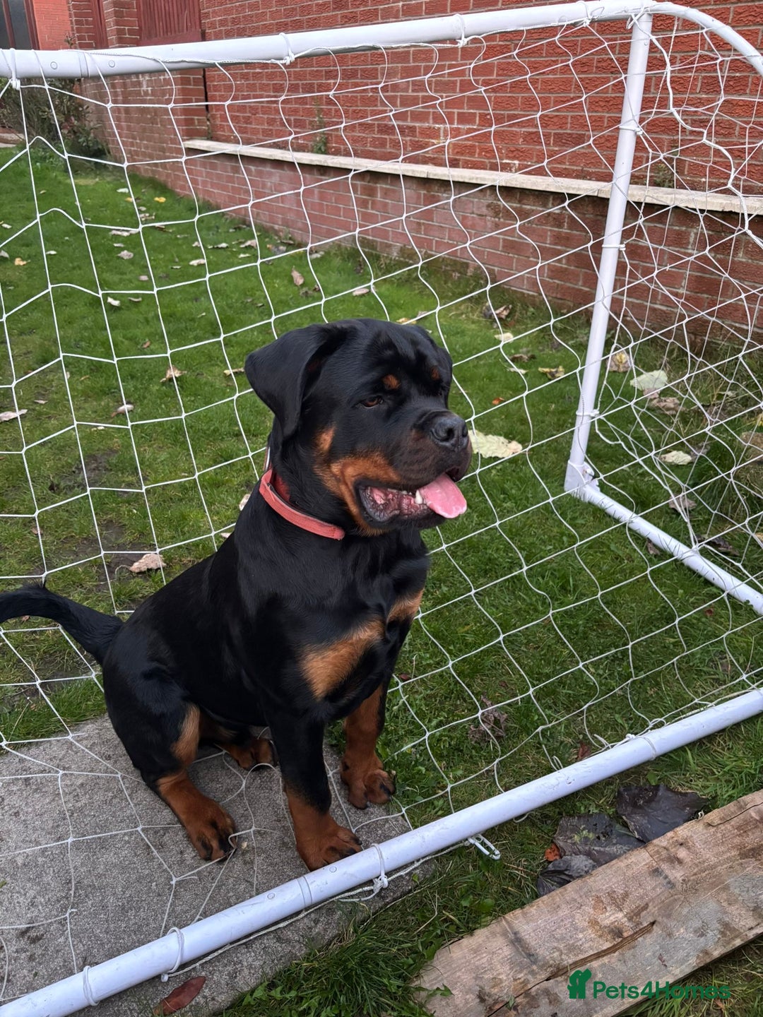 Rottweiler dogs for sale: Full pedigree KC registered ROTTWEILER  - Advert 8
