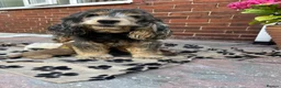 Cocker Spaniel dogs for sale: Beautiful show type cocker spaniel  in Doncaster - Advert 14