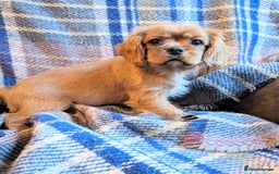 Cavalier King Charles Spaniel dogs for sale: Cavalier puppies Top bloodlines KC reg. - Advert 4