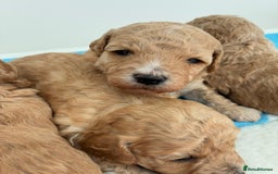 Poochon dogs for sale: Poochon Puppies Available! - Image 3