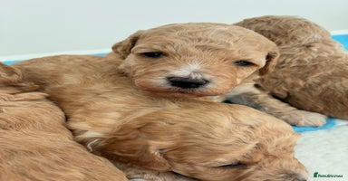Poochon dogs - Advert 11