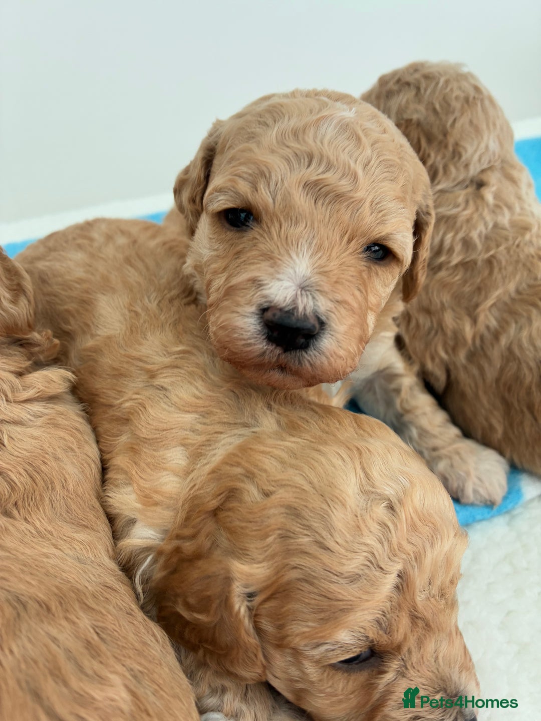 Poochon dogs for sale: Poochon Puppies Available! - Image 3