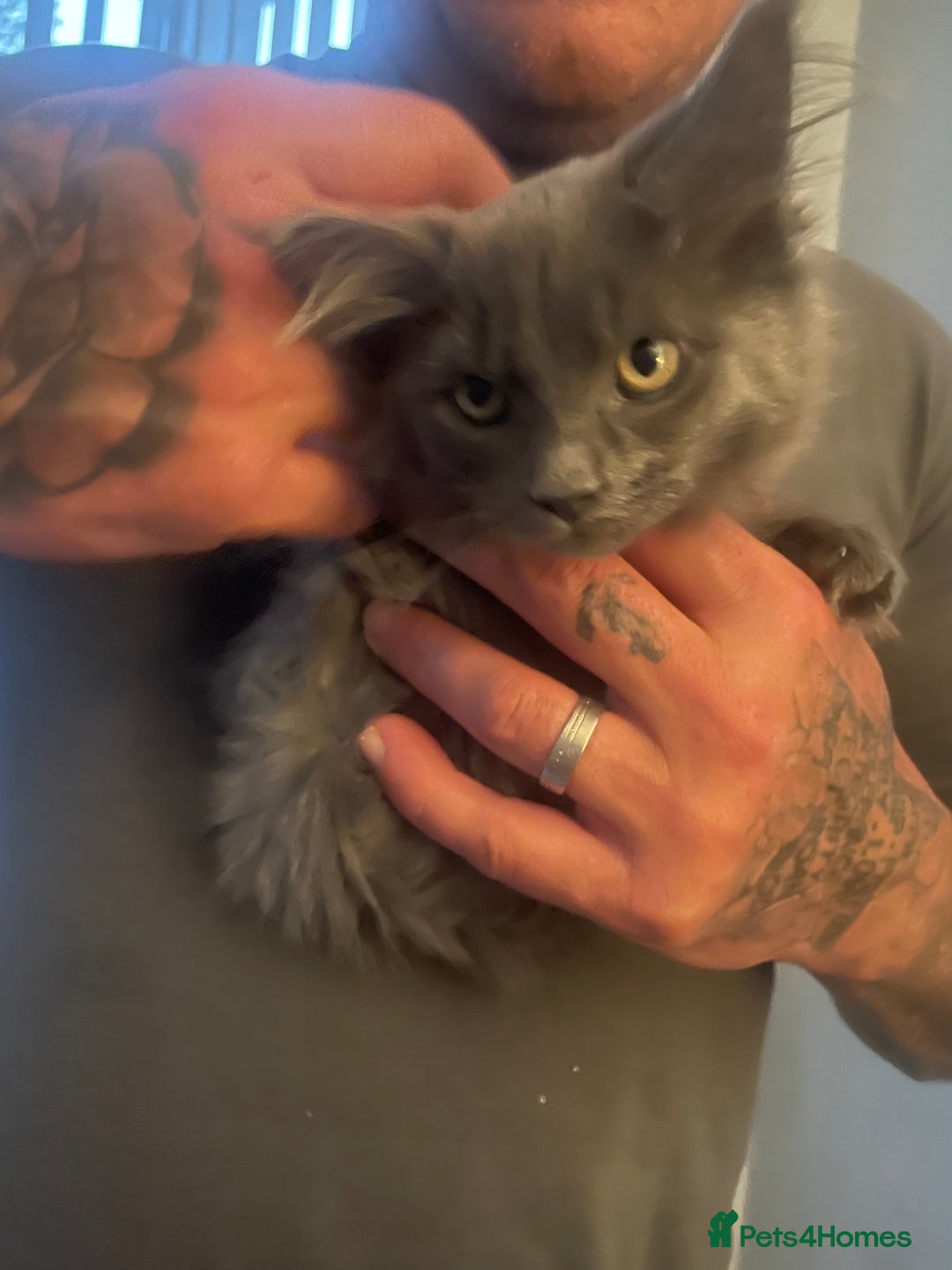 Maine Coon cats for sale: 16 week old Maine coon champion lineage  - Image 4