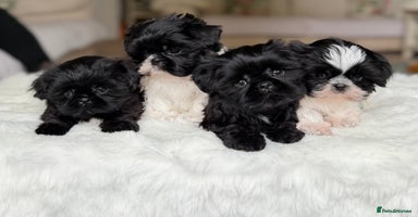 Shih Tzu dogs - Advert 6