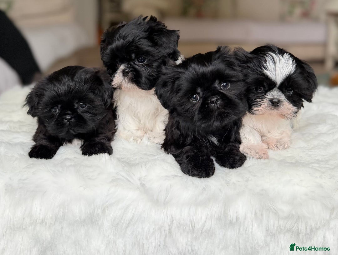 Shih Tzu dogs for sale: AMERICAN IMPERIAL SHIH TZU PUPPIES - Image 2