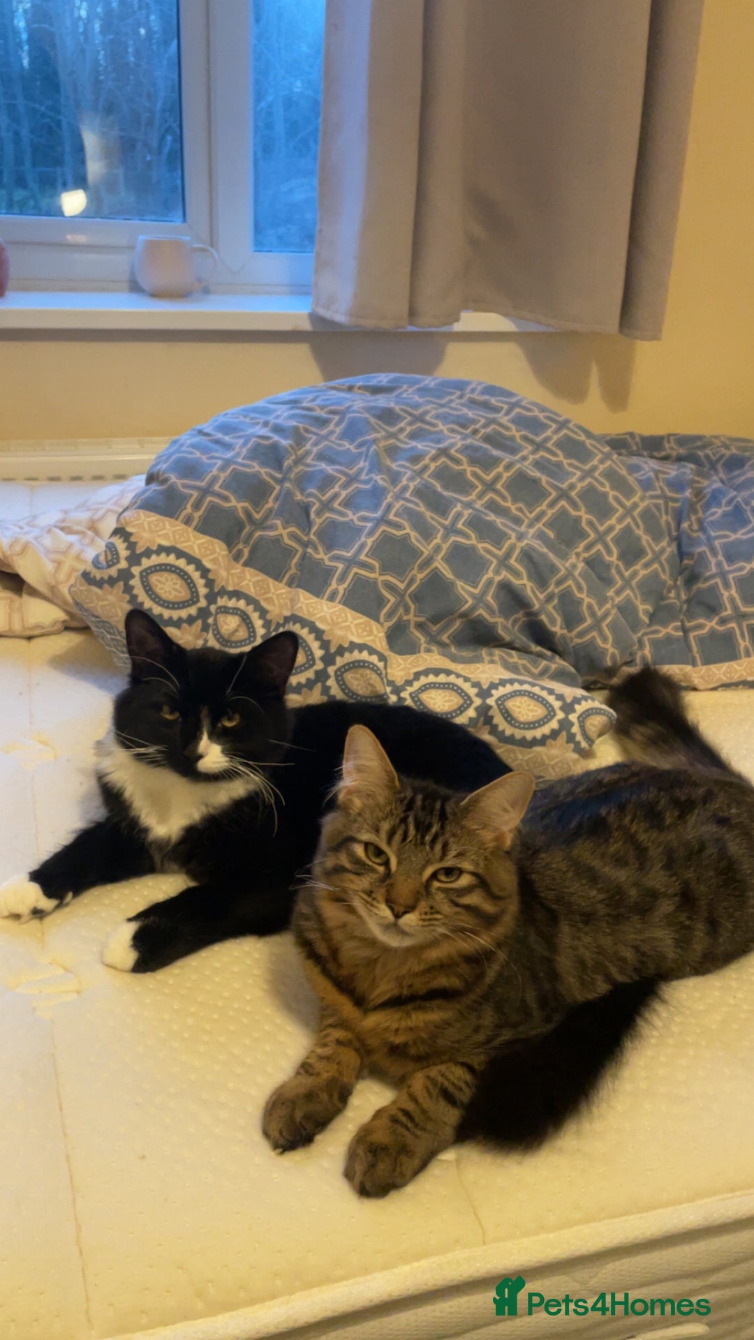 Mixed Breed cats for sale: mixed breed cats for sale with all equipments - Advert 2