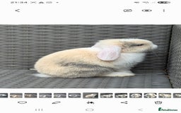 Mini Lop rabbits for sale: Blue harl split mini lop doe - Image 10