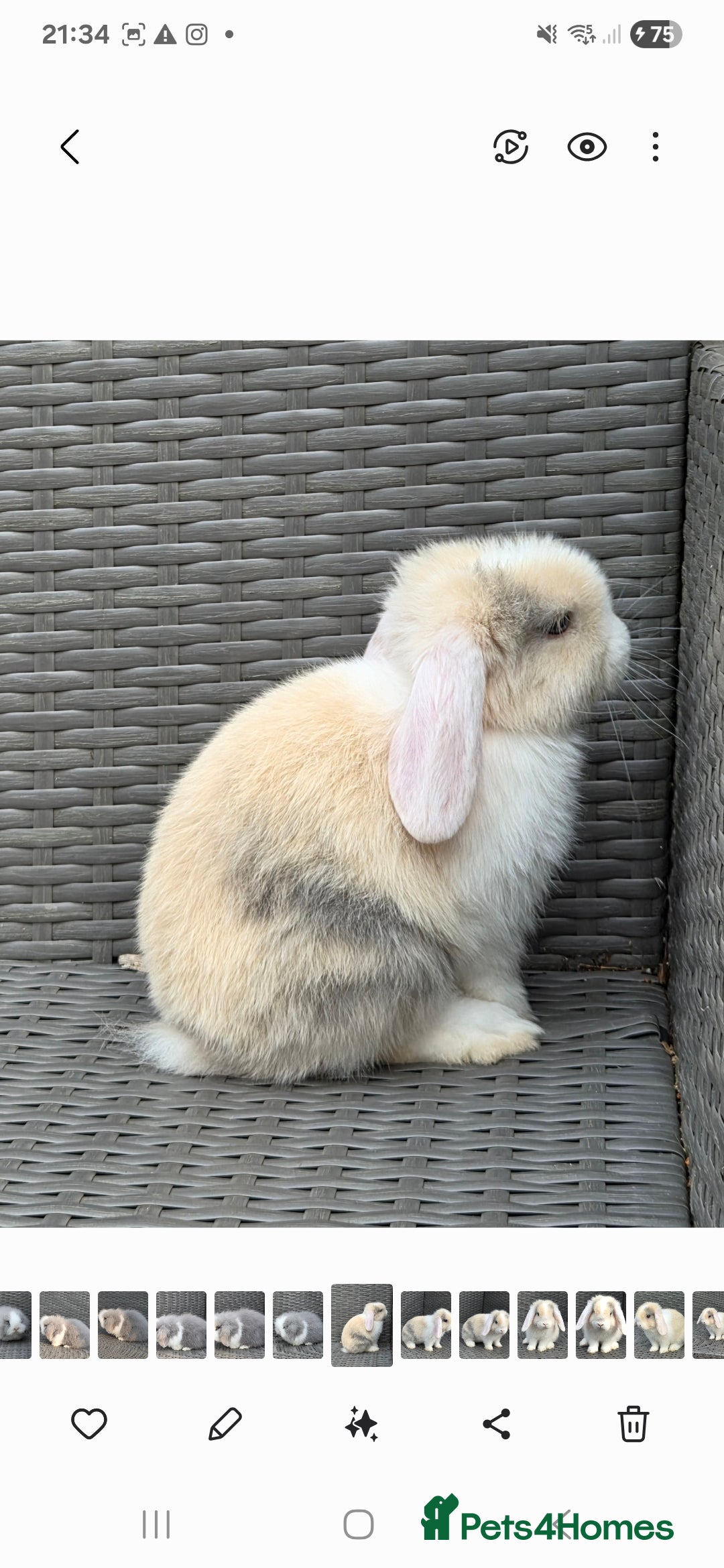 Mini Lop rabbits for sale: Blue harl split mini lop doe - Image 10