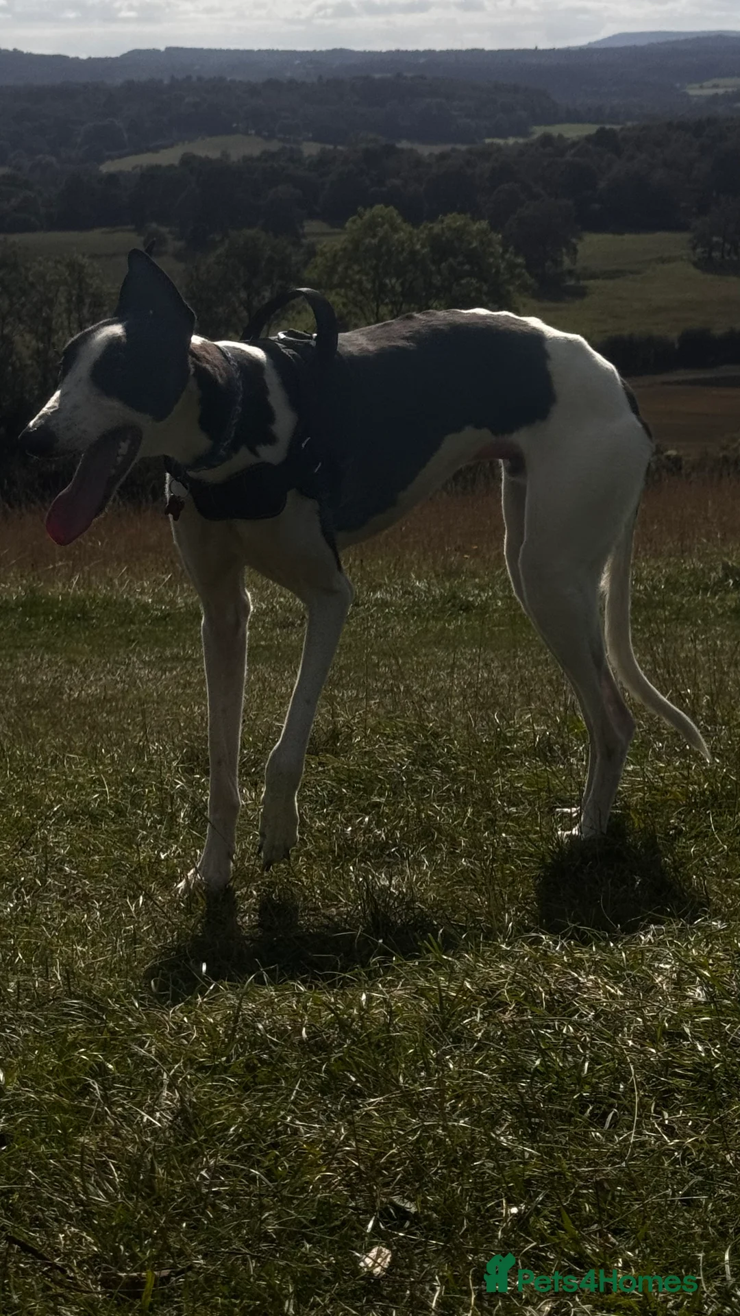 Greyhound dogs for sale: 2 year old greyhound  **   - Advert 3