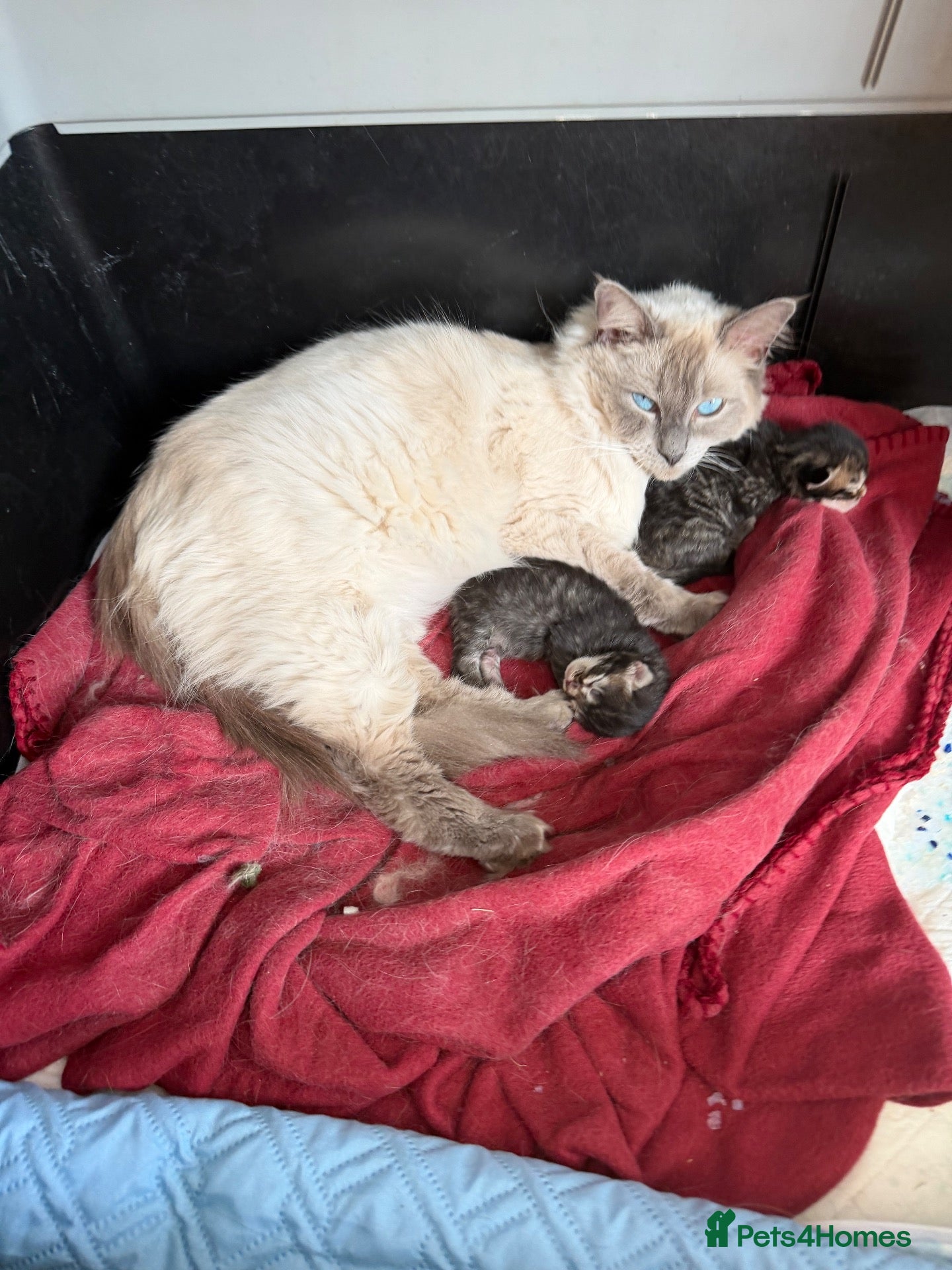 Mixed Breed cats Ragdoll X Norwegian forest cat - Advert 1