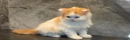Scottish Fold cats for sale: Eight wee wonders seek mum/dad - Advert 8