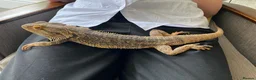 Bearded Dragon reptiles for sale: Well-loved Beardy free to the right person! in Berkhamsted - Advert 3