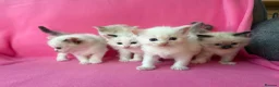 Ragdoll cats for sale: 5 Beautiful Fluffy Ragdoll Kittens  - Advert 22