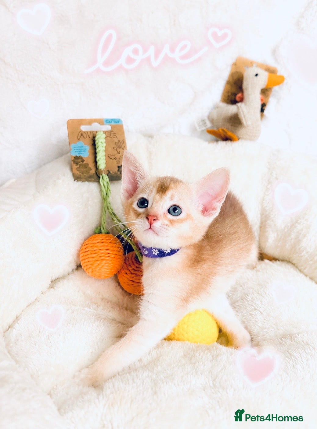 Abyssinian cats for sale: 🏆✨ CHAMPION Silver Cinnamon  Abyssinian  ✨🏆❤️ - Advert 2