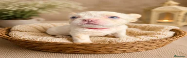 French Bulldog Puppy 2