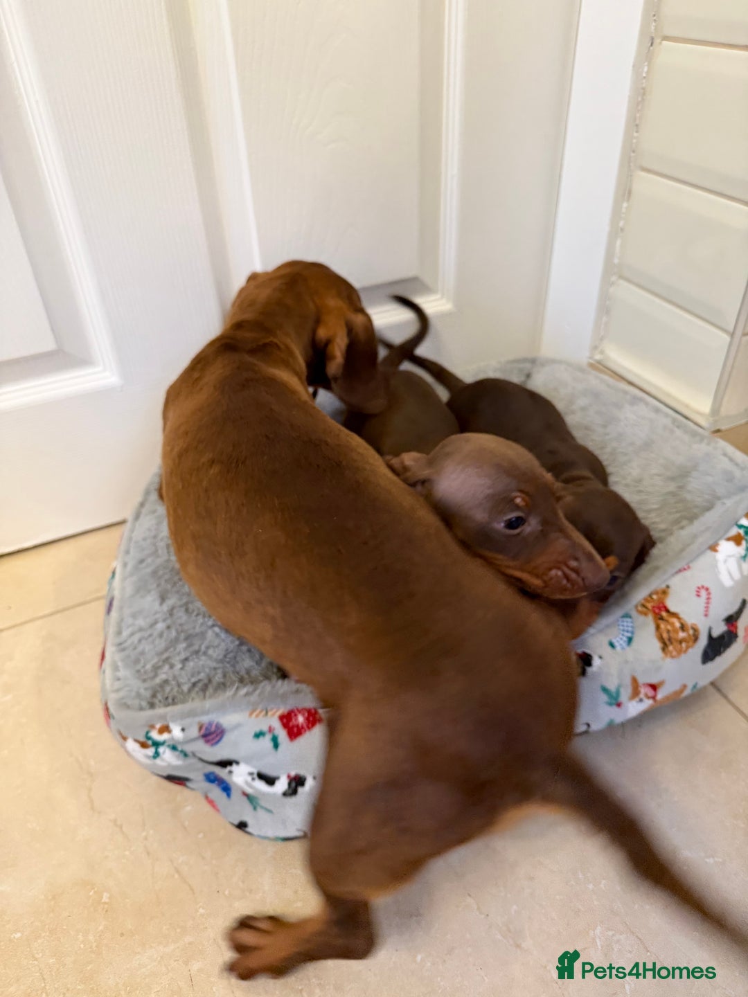 Miniature Dachshund dogs for sale: Miniature chocolate n tan dachshunds - Advert 2