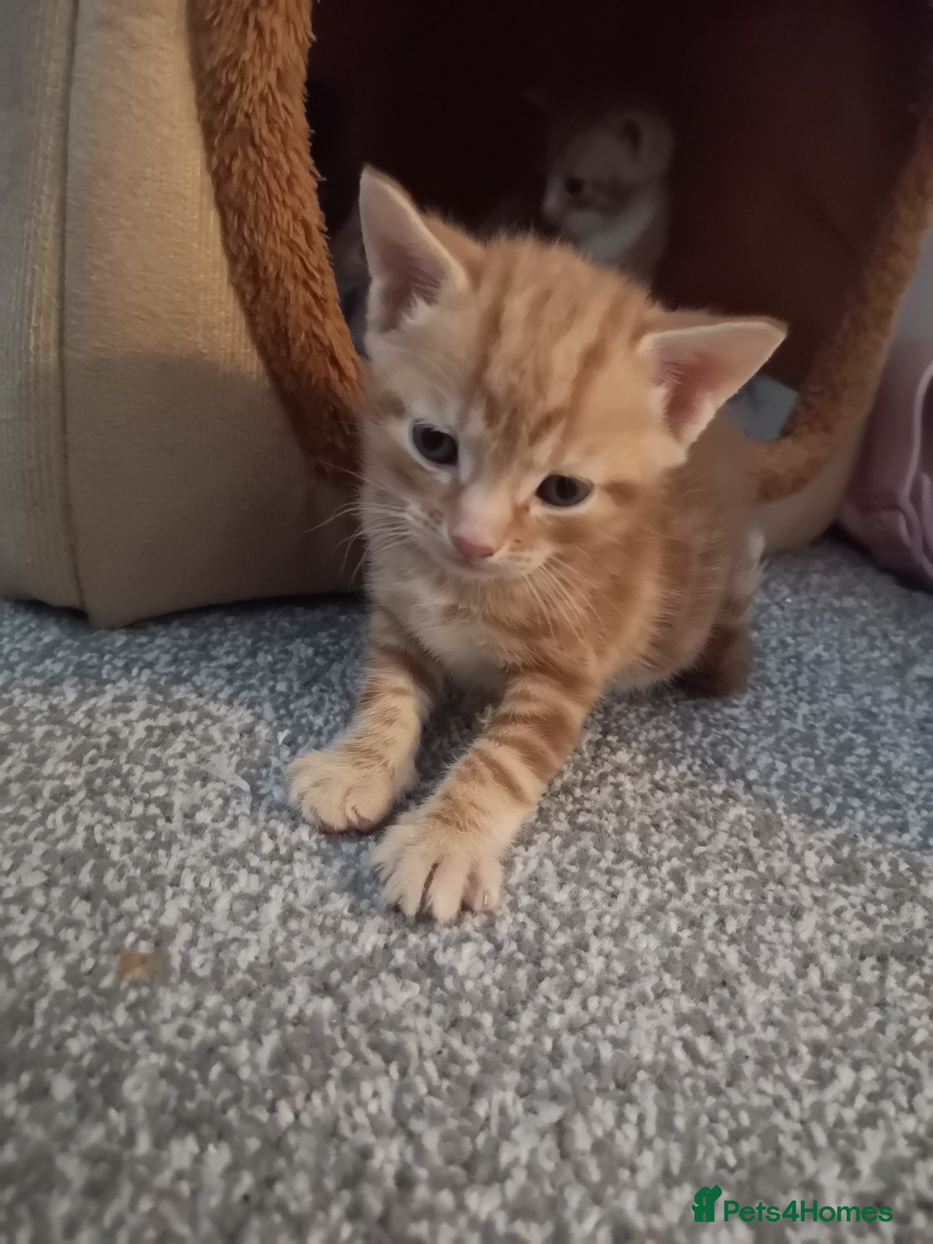 Bengal cats Bengal Tiger x  - Advert 2