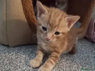 Bengal cats Bengal Tiger x - Advert 1