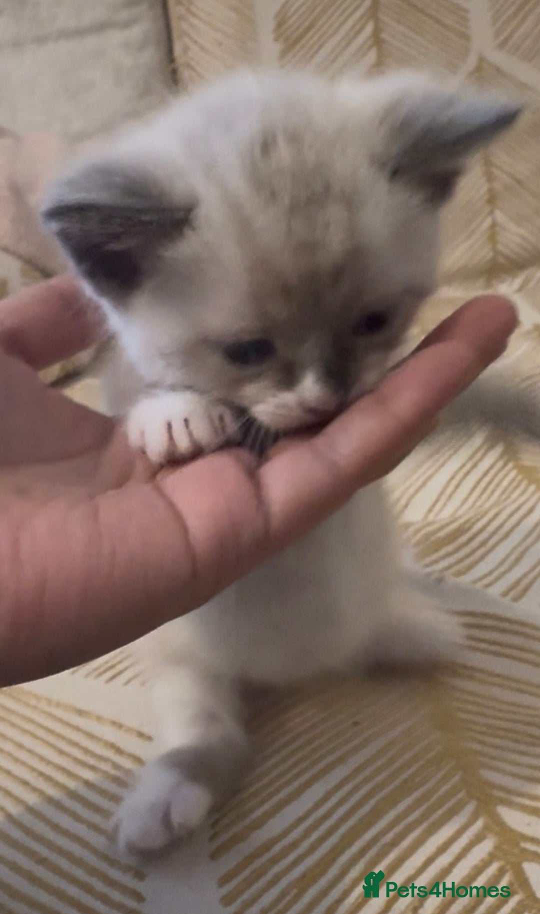 British Shorthair cats for sale: BSH mixed Russian Blue - Image 9