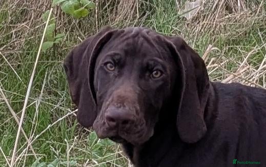 German Shorthaired Pointer dogs Beautiful KC German short haired pointer puppy - Advert 4
