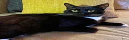 Mixed Breed cats for sale: 5 year old tuxedo cat needing a home - Advert 4