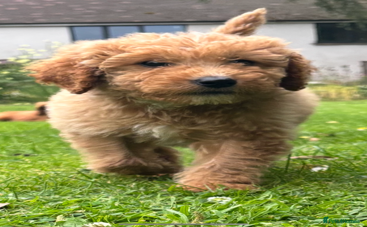 Labradoodle dogs - Advert 9