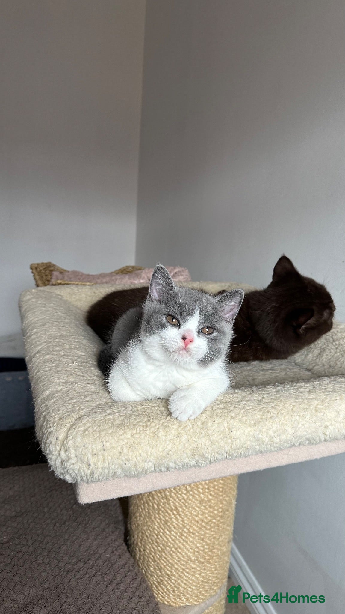 British Shorthair cats 🐾Blue and White British Shorthair Boys  - Advert 2