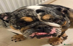 English Bulldog dogs for sale: English Bulldog  - Image 2