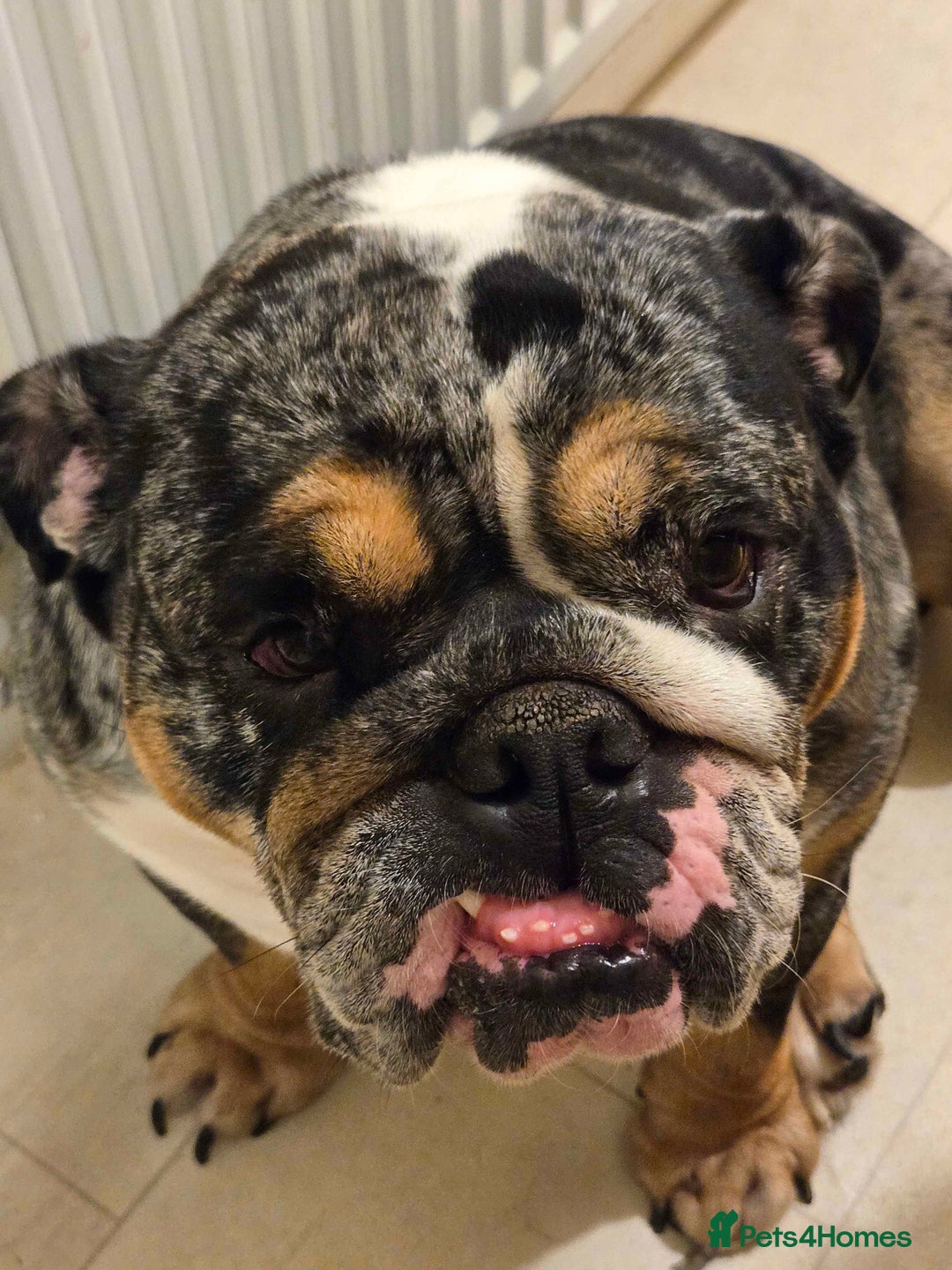 English Bulldog dogs for sale: English Bulldog  - Image 2