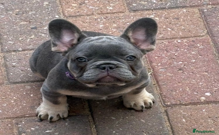 French Bulldog dogs - Advert 14