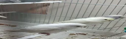 Budgerigars birds for sale: Budgies in London  - Advert 14