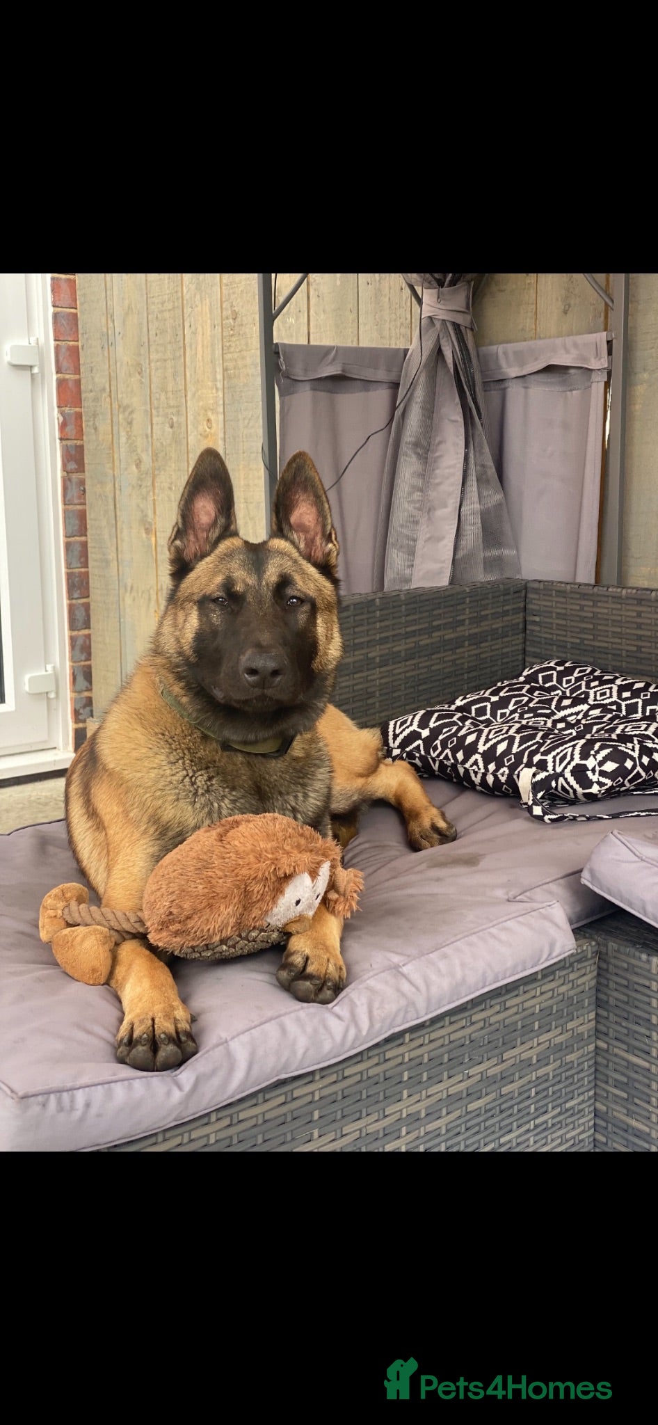 Belgian Shepherd Dog dogs Mali dutchie puppies  - Advert 1