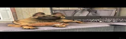 Belgian Shepherd Dog dogs for sale: Mali dutchie puppies  - Advert 1